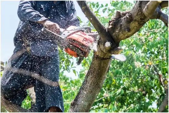 tree services Glenwood